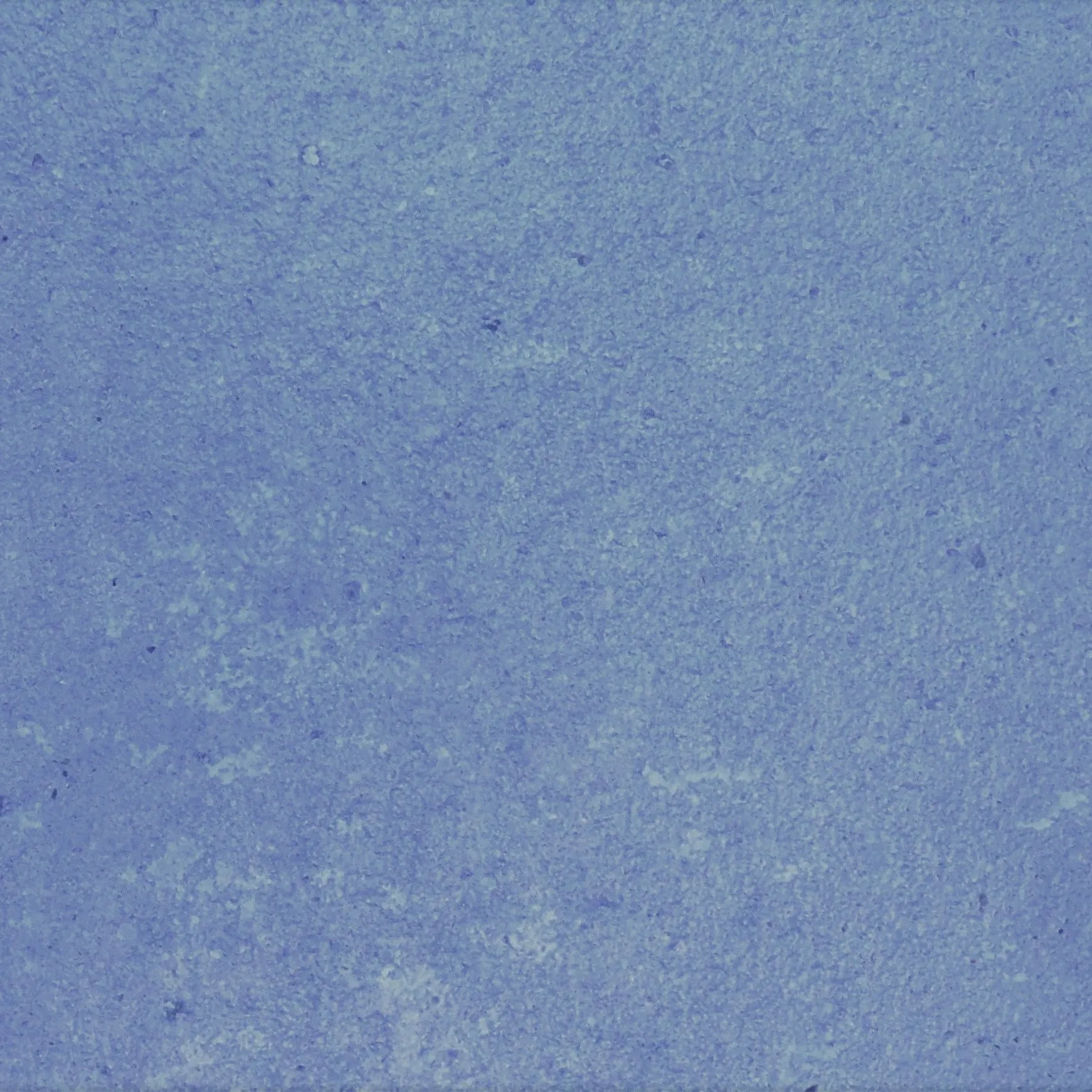 サルビアブルー